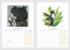 2026 Bird Calendar by Fiona Roderick